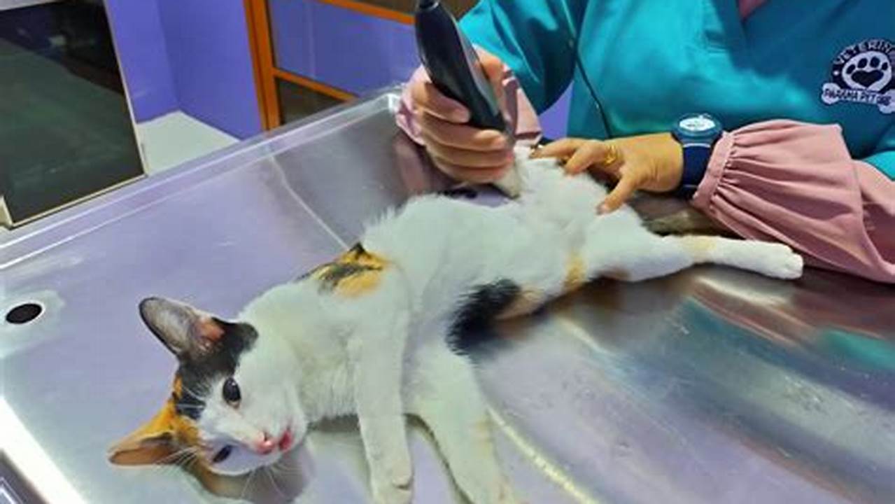 Yuk, Lindungi Kucingmu: Panduan Lengkap Biaya Sterilisasi Kucing