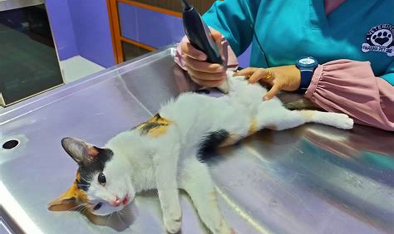 Yuk, Lindungi Kucingmu: Panduan Lengkap Biaya Sterilisasi Kucing