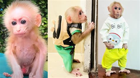 bibi the monkey - wikipedia