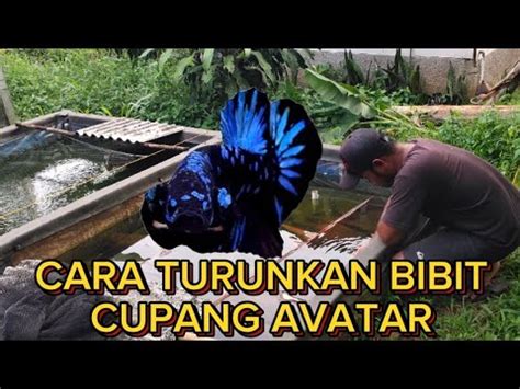 Download Ikan Cupang Avatar Multicolor Pics