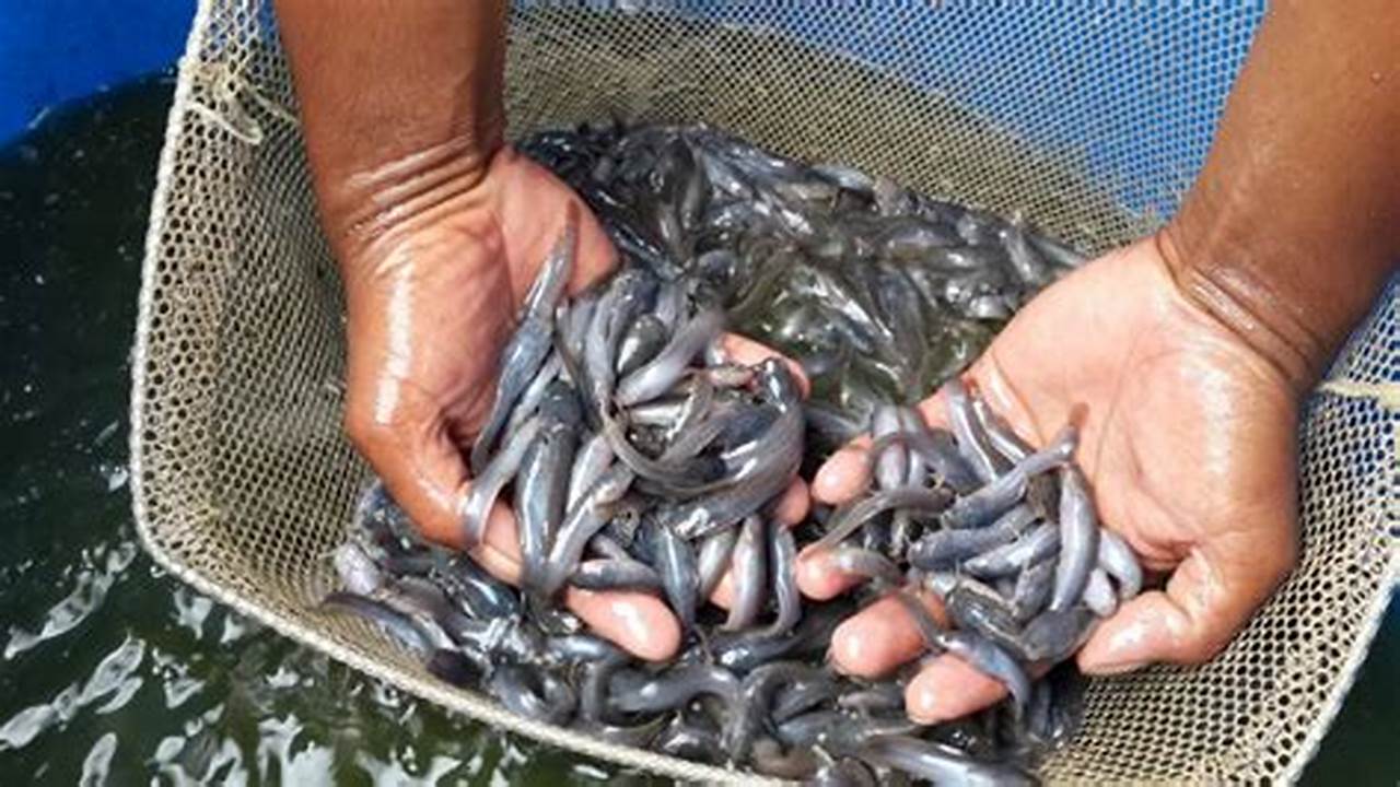 Panduan Lengkap Memilih Bibit Ikan Lele Unggul untuk Budidaya Maksimal