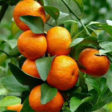 bibit jeruk mandarin