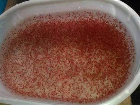 Ini Cara Mudah Budidaya Kutu Air, Cocok untuk Pakan Ikan Hias Mediatani