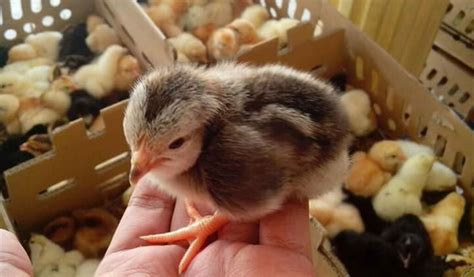 Hasil Ternak Ayam Joper