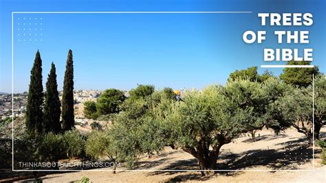 Bible References To Trees