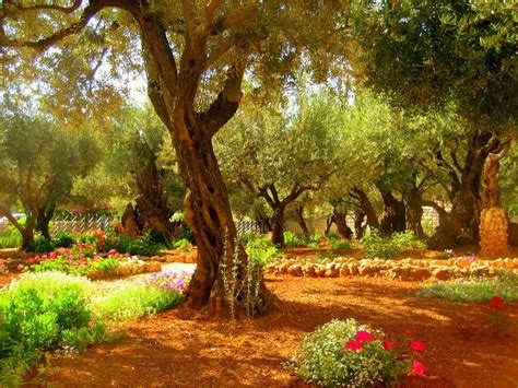 biblical garden of gethsemane