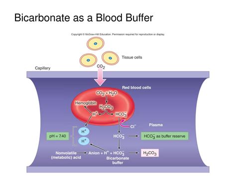 bicarbonate buffer in blood