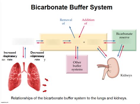 bicarbonate buffer system quizlet