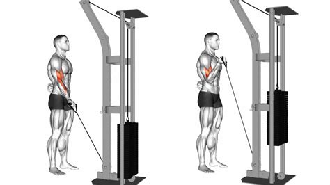 Bicep Curl With Cable