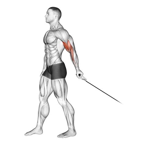 Bicep Exercises Cable Curl