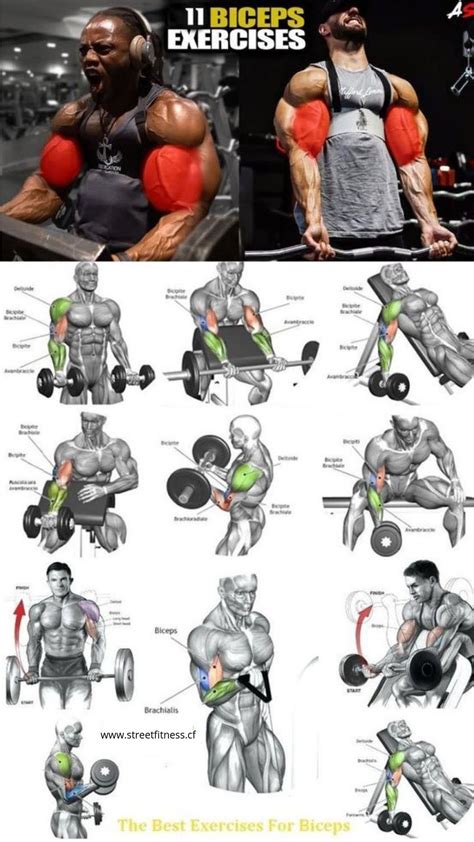 Bicep Exercises Chart