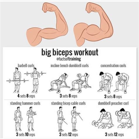 Bicep Exercises With Bench