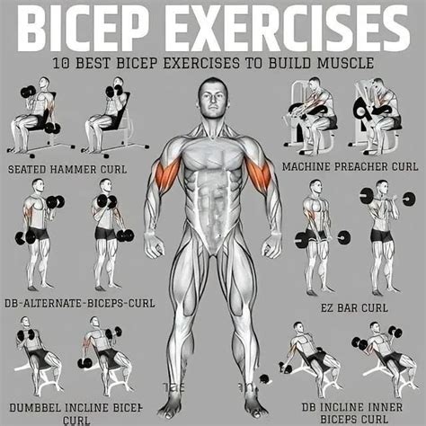Bicep Exercises With Dumbbells Reddit