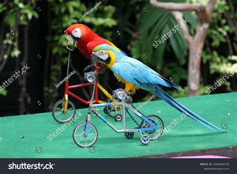 bicycle birds