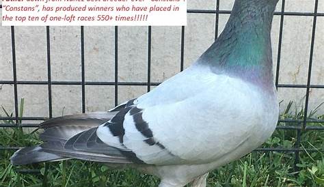 Philippines pigeon racing is an unforgiving game of odds for birds and