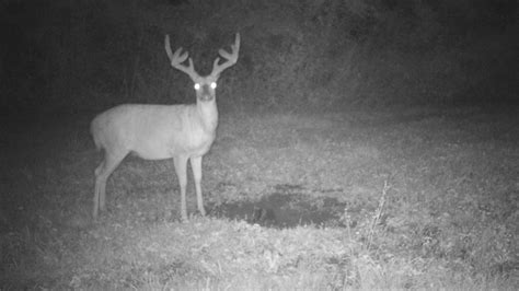 13 Giant Bucks Caught on Trail Camera