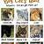 big cats quiz questions and answers - quiz questions and answers
