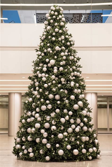 Discover The Beauty Of Big Christmas Trees