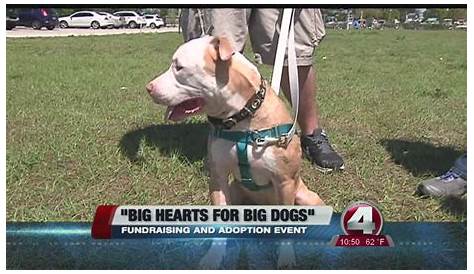 big hearts for big dogs rescue - YouTube