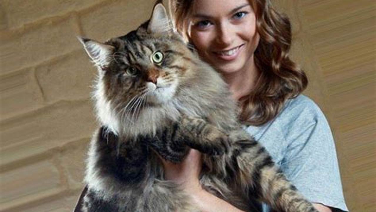 Big Russian Maine Coon Cat