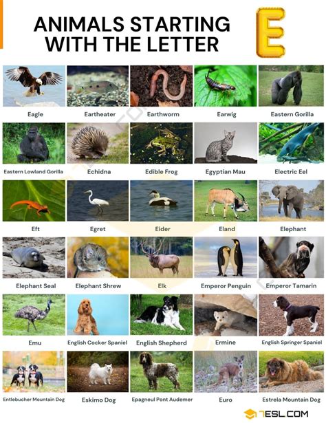 big animals that start with the letter e