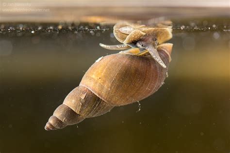 Big Aquatic Snails