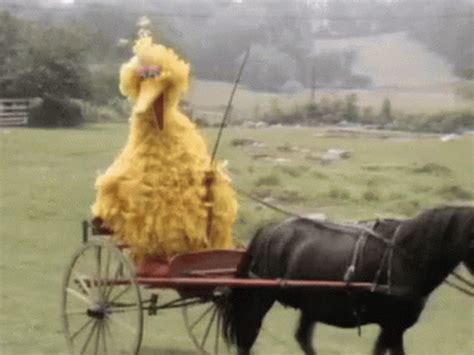 big bird riding horse