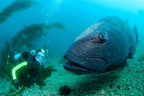 big black sea bass