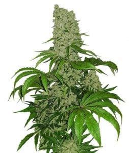 big bud seeds usa