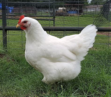 Big Chicken For Sale