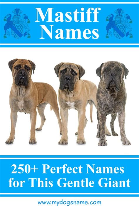 Big Dog Names Male Mastiff