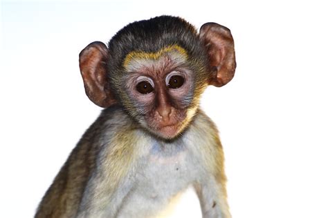 big eared monkeys