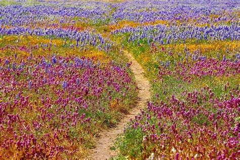 Big Field Of Flowers Near Me