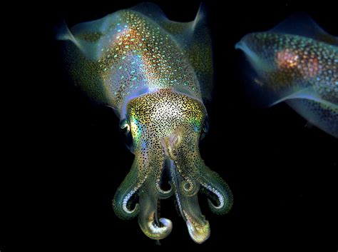 big fin squid scientific name