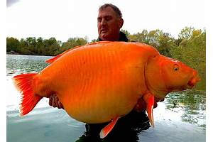 Big fish