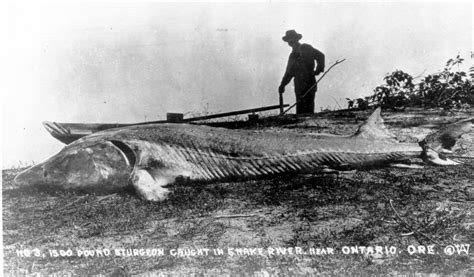 Big Fish Tackle Idaho History