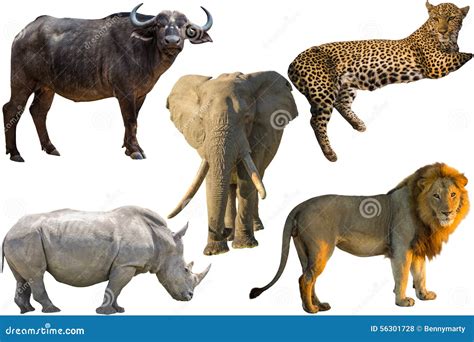 big five animals