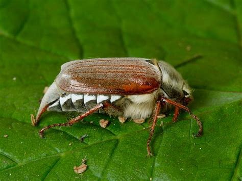 British beetles Cockchafer or May Bug Wildlife Insight