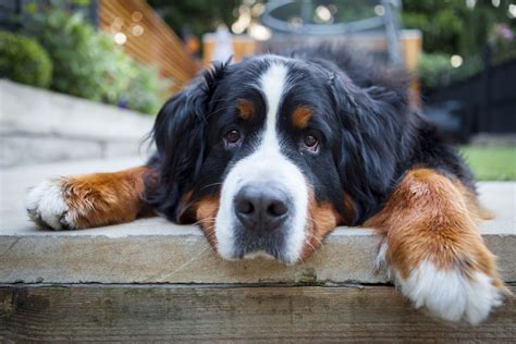 big friendly dog breeds