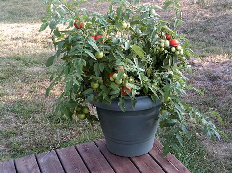 big girl tomato plant