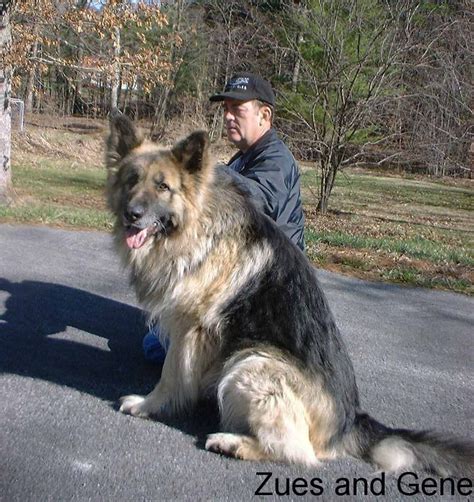 big gsd dog