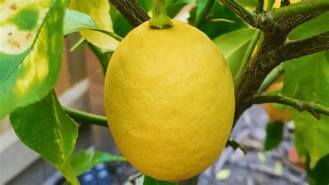 Big Lemon Meaning