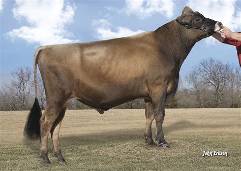 big red jersey bull select sires