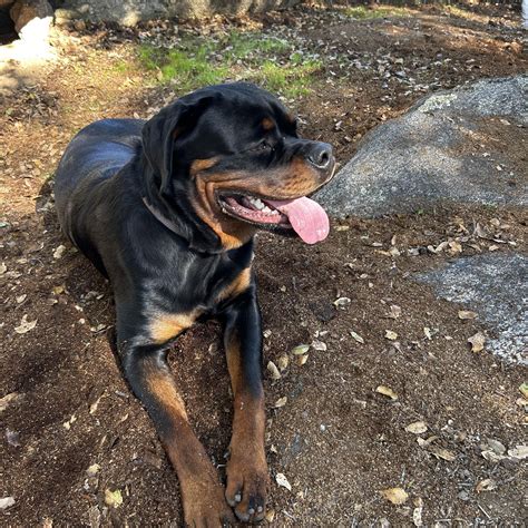 Big Rottie