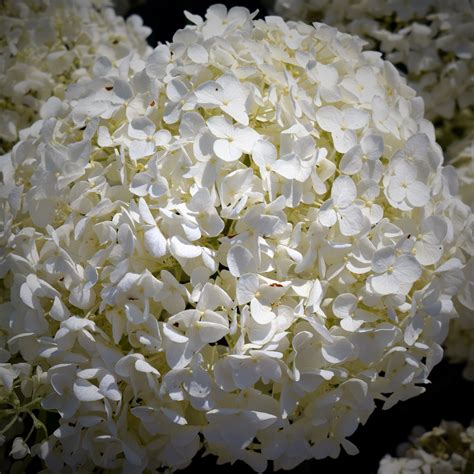 Big Round White Flower