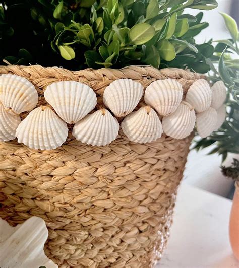 Big Seashell Basket