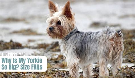 Big Yorkie