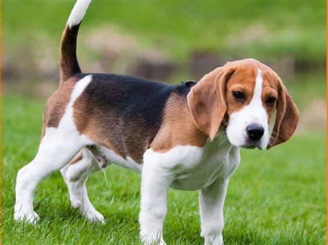 Pin by Maureen Sternlieb on Absolutely Disgusting Big dog breeds