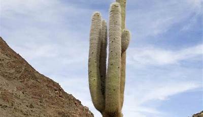 Biggest Cactus Ever