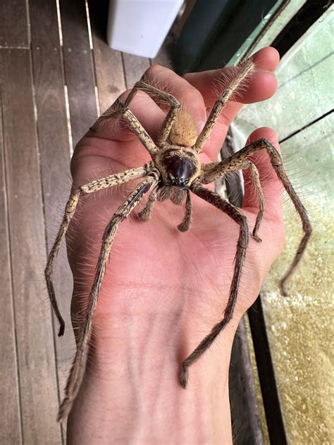 Biggest Australian Spider